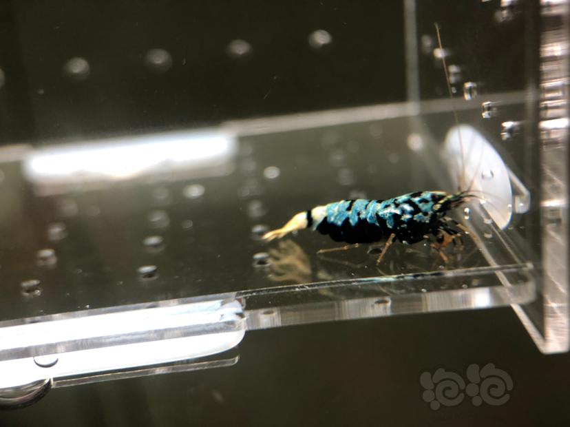 【虾】2019-05-22#RMB拍卖蟒形银河母虾2只-图1