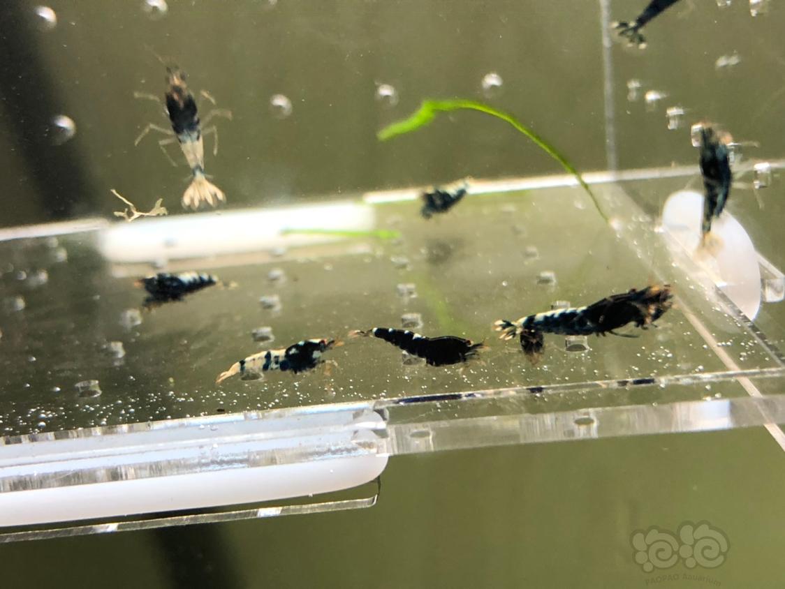 【虾】2019-05-14#RMB拍卖黑银河幼虾20只-图3