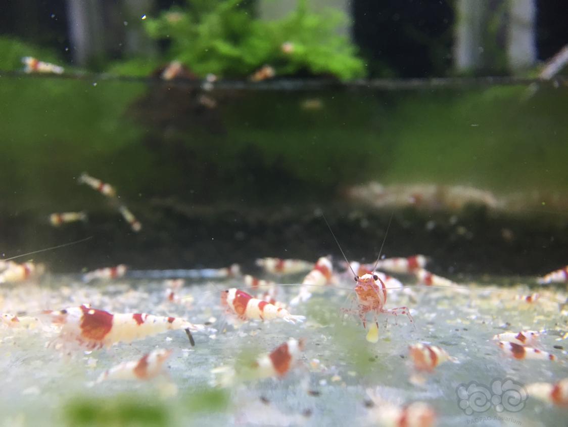 出红白水晶虾-图2