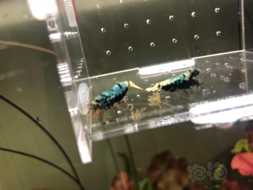 【虾】2019-05-22#RMB拍卖蟒形银河母虾2只-图8