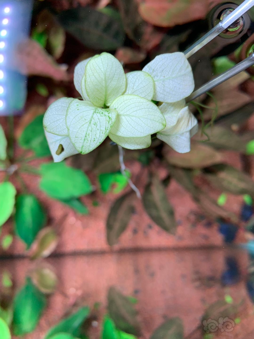 出迷你白榕anubias White 泡泡水族