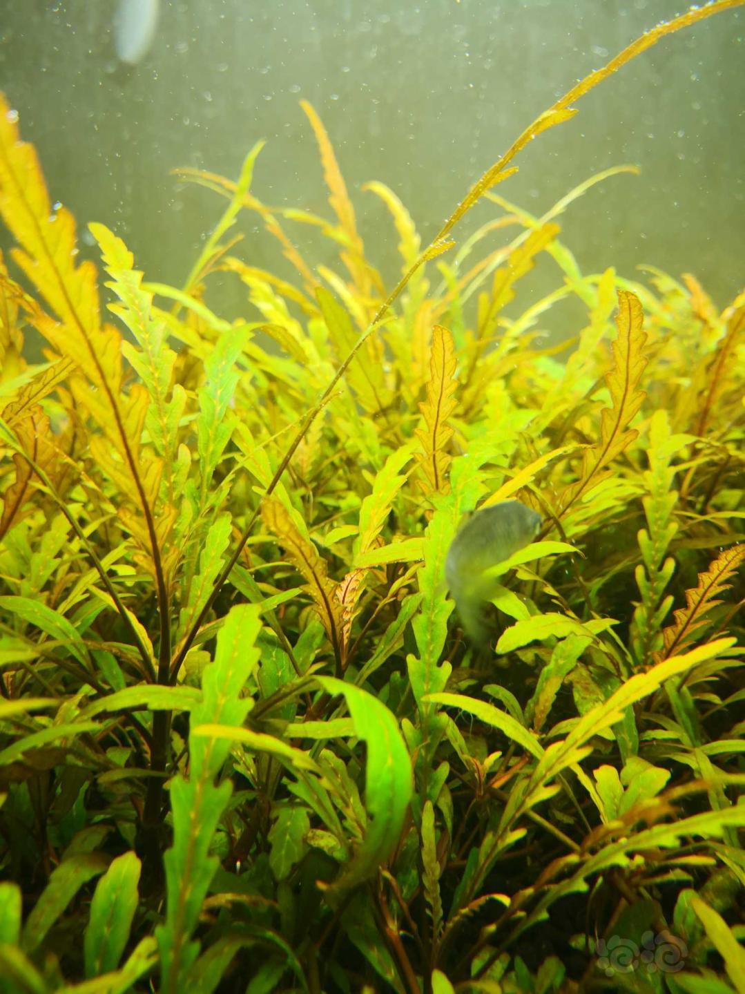 520大量出夕烧雨裂下单送心形对叶也叫薄荷对叶个人最喜欢的绿色草