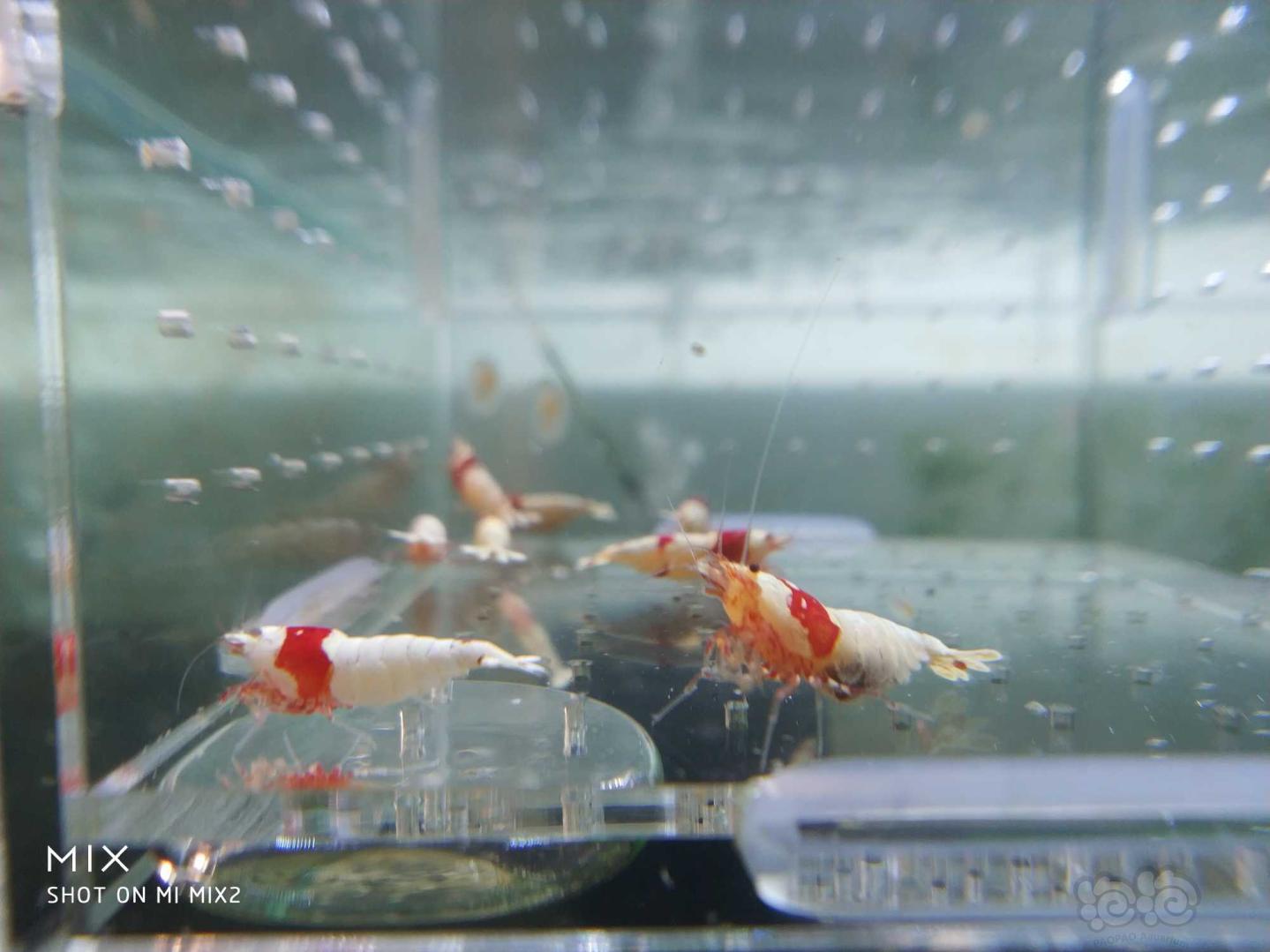 【虾】2019-05-15RMB#拍卖纯血红白水晶虾-图2