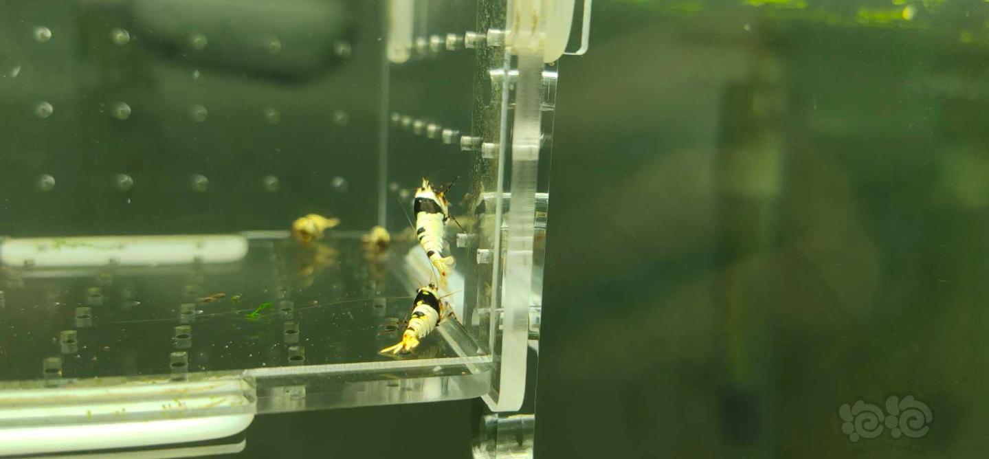 【虾】2019-05-12#RMB拍卖系统黑白水晶虾一份4只-图3