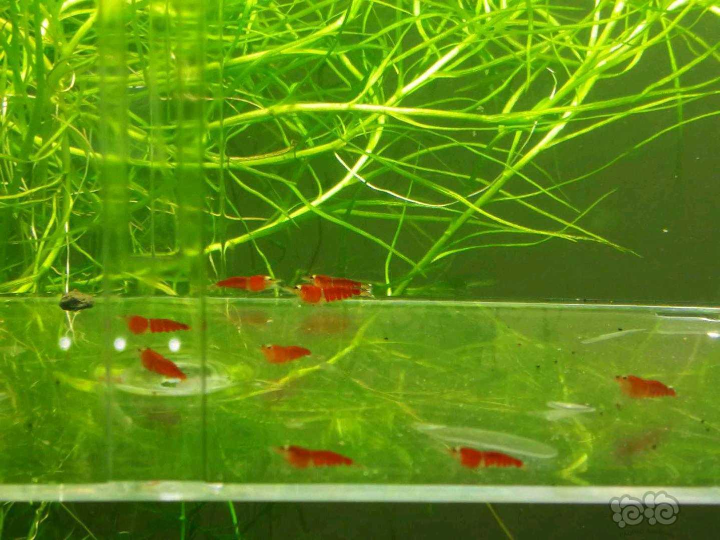 【虾】2019-5-6#RMB拍卖德系圣诞红全红20只-图3