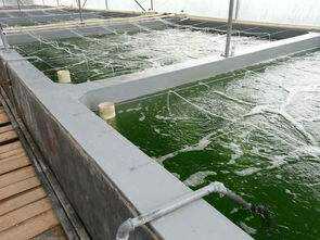 测试人工繁殖的苏虾白袜能不能水泥池子养殖-图1