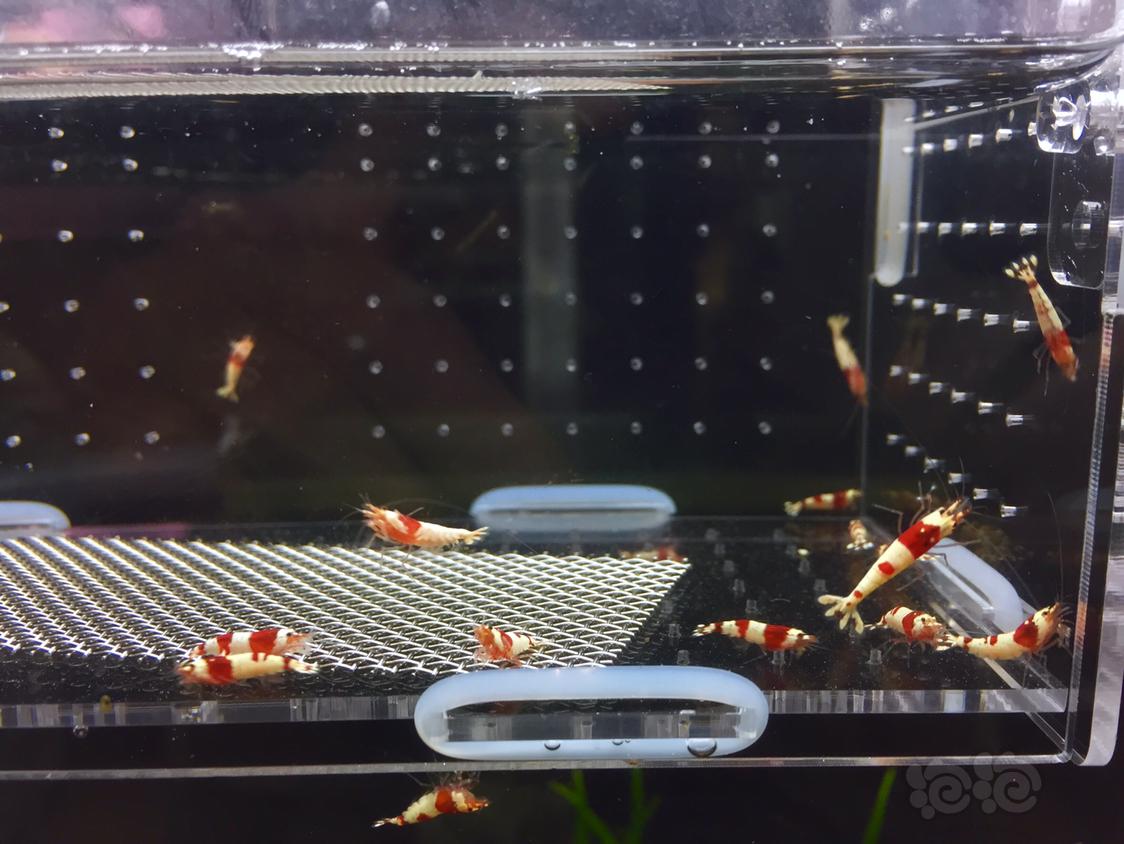 【虾】2019-5-13#RMB拍卖纯血红白20只-图1