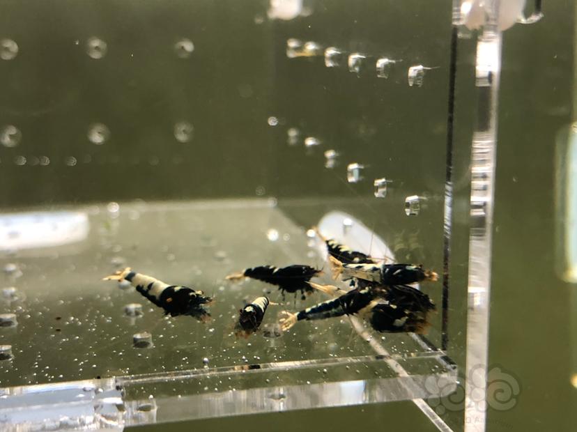 【虾】2019-05-20#RMB拍卖黑银河幼虾20只-图8