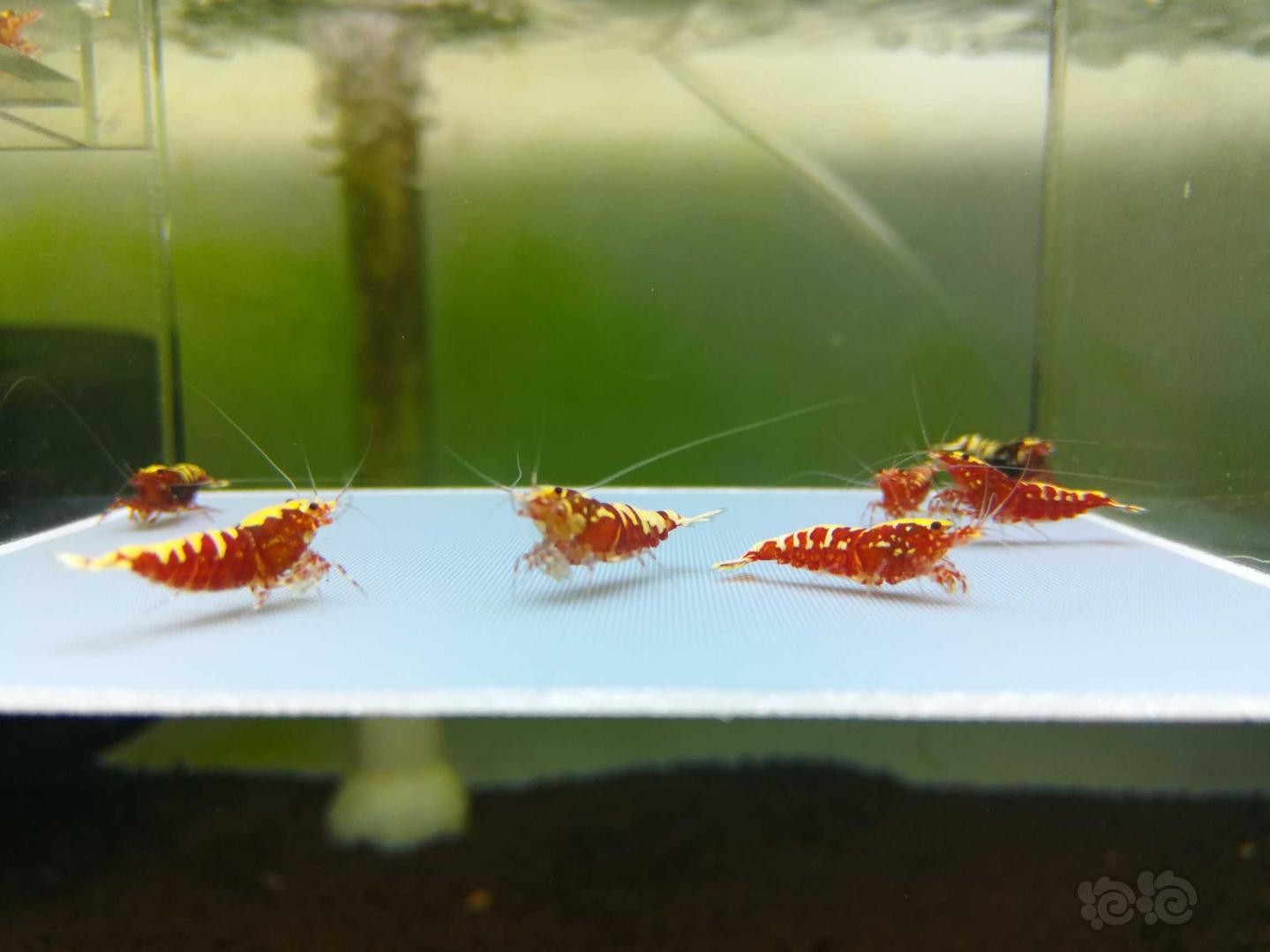 【虾】2019-05-20#RMB拍卖红银河繁殖组一份七只-图1