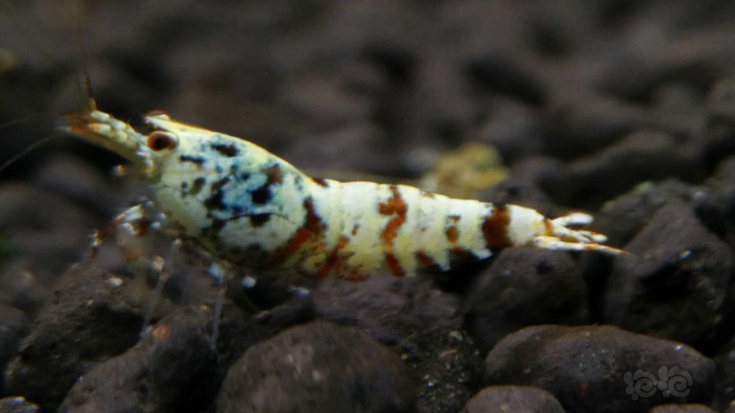 杂出一只自己都看不懂的虾,双色同体,(蓝色加红色)……感觉好奇怪