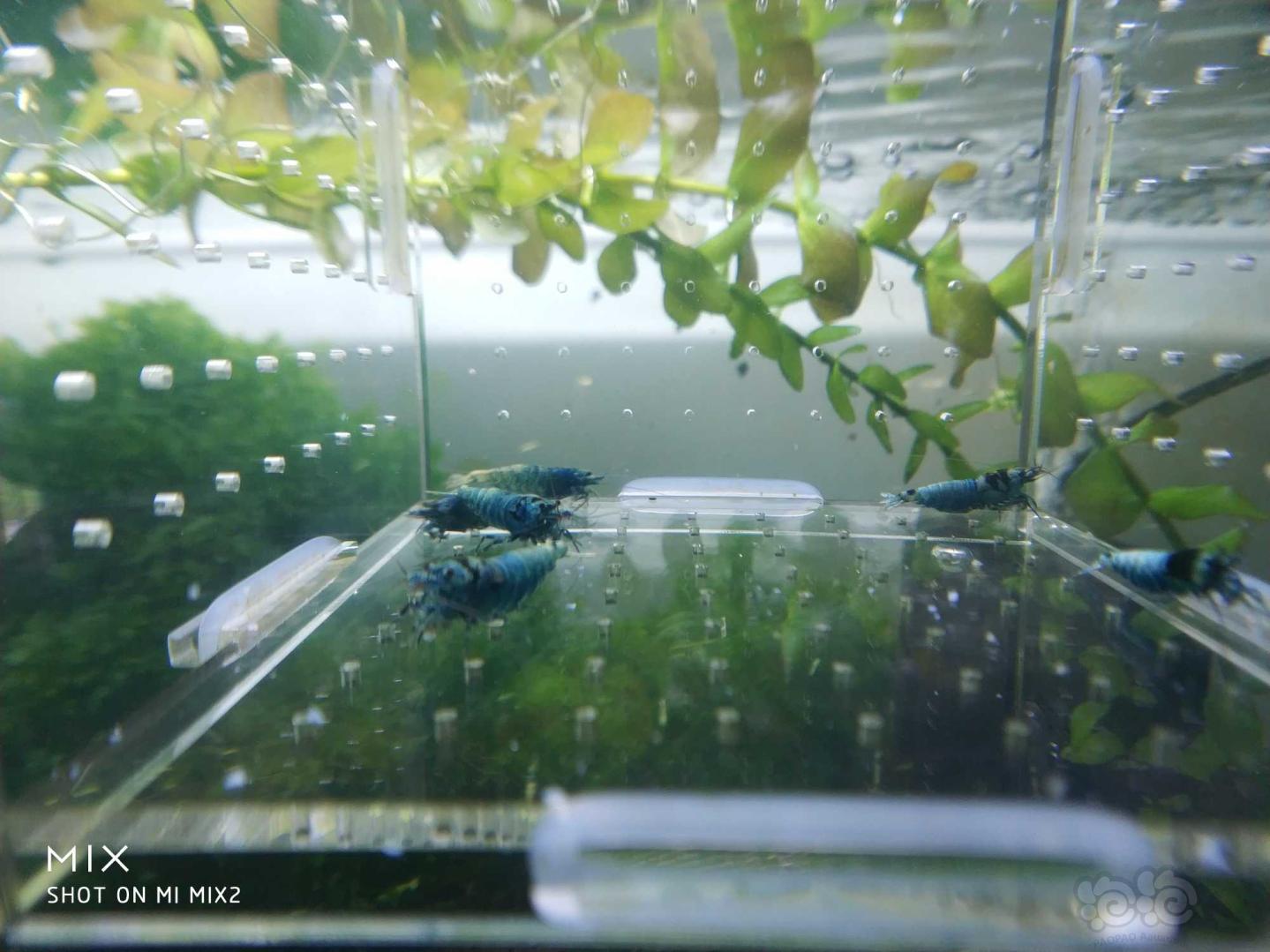 【虾】2019-05-23#RMB拍卖蓝化花头水晶虾-图6