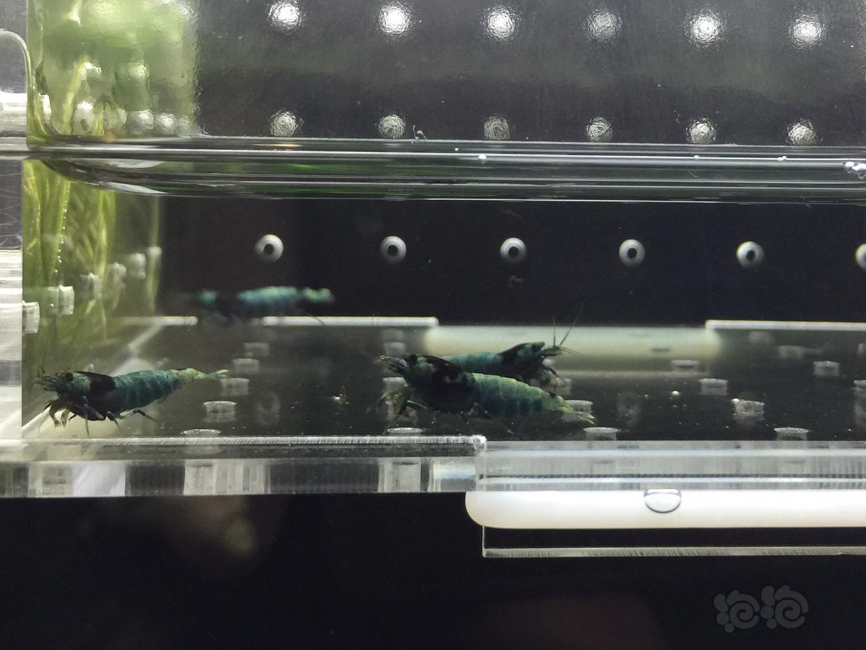 【虾】2019-05-10#RMB拍卖蓝化水晶虾4只-图5