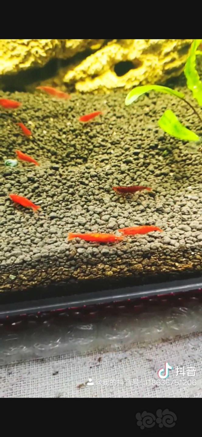 漂亮的红色米虾-图2