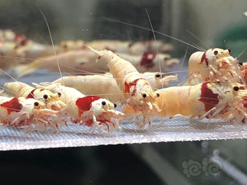 【虾】2019-06-01#RMB纯血红白水晶虾32只-图4