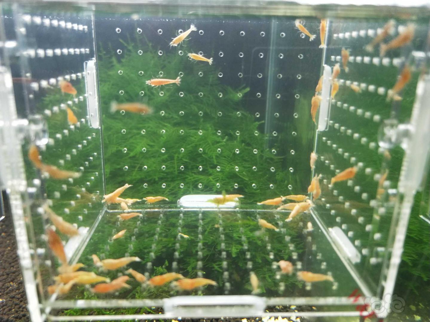 【虾】2019—05—04#RMB拍卖白金虾一份55只-图2