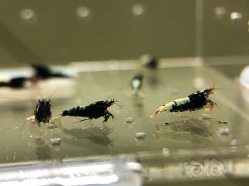 【虾】2019-05-21#RMB拍卖黑银河幼虾20只-图6