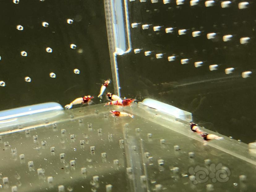 【虾】2019-05-20#RMB拍卖红姘头幼虾20只-图9