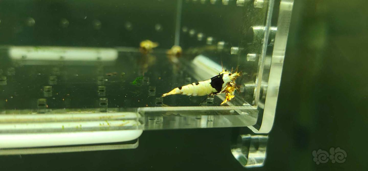 【虾】2019-05-12#RMB拍卖系统黑白水晶虾一份4只-图2