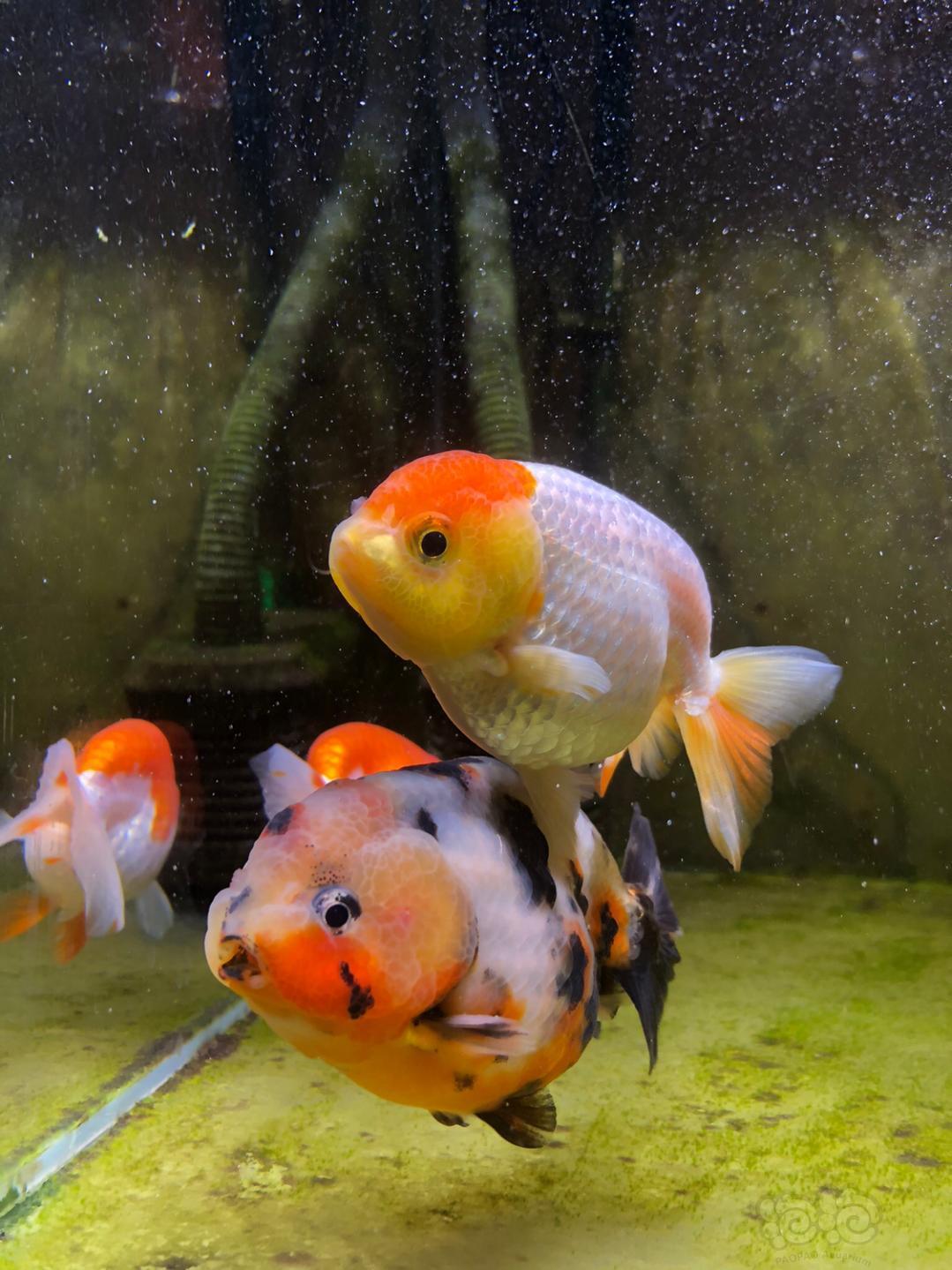 【金鱼】来个40小缸养兰寿