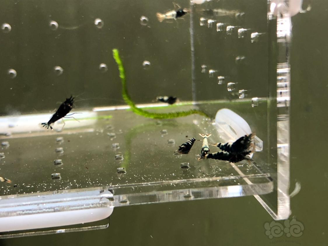 【虾】2019-05-14#RMB拍卖黑银河幼虾20只-图6