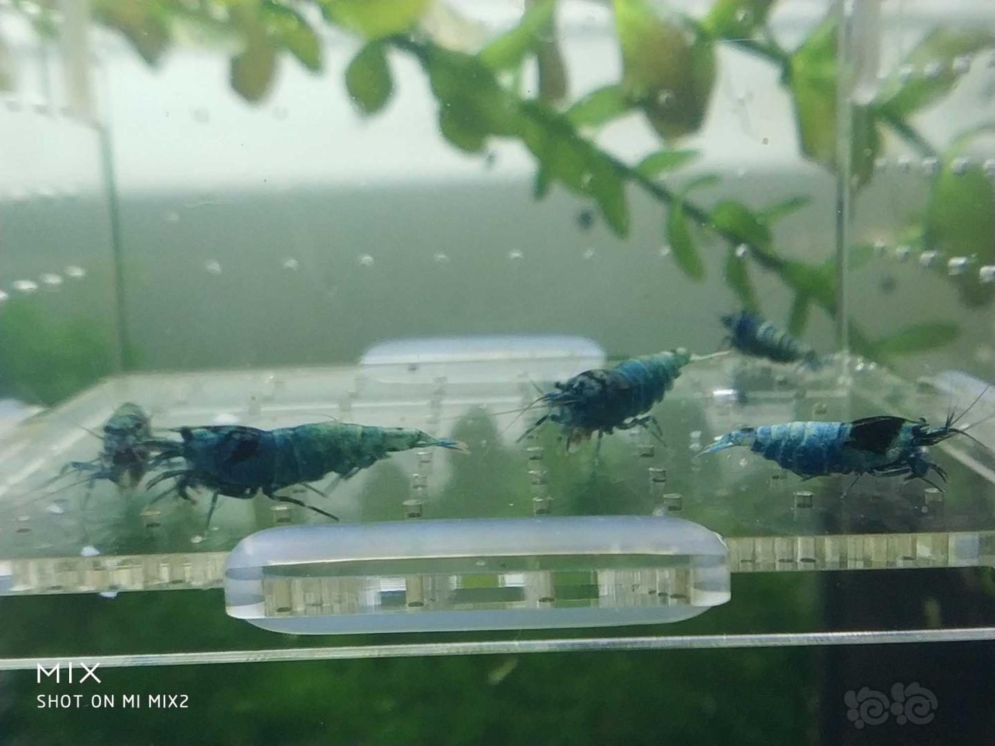 【虾】2019-05-23#RMB拍卖蓝化花头水晶虾-图7