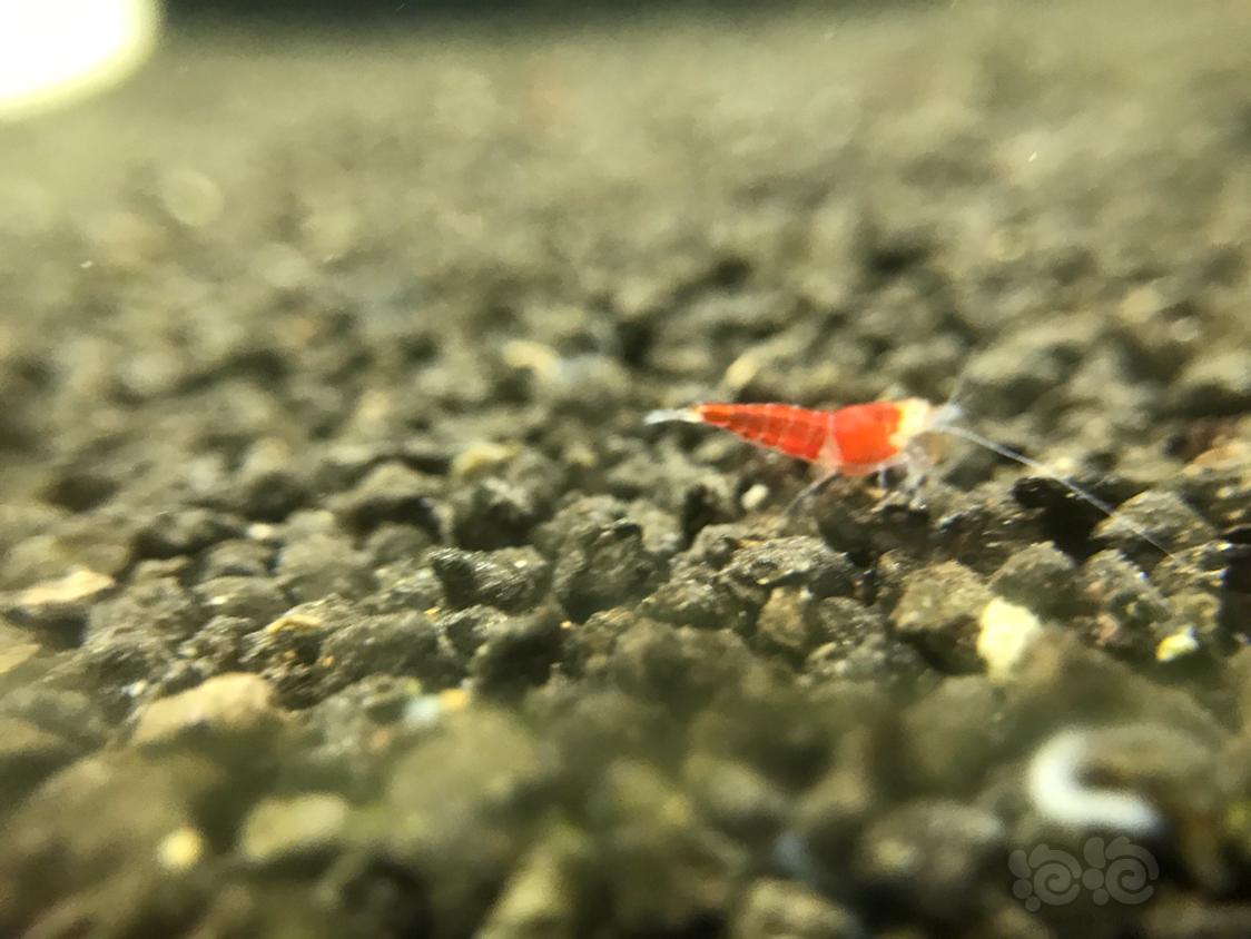 【虾】2019-5-13#RMB拍卖红金眼虾一份5只-图4