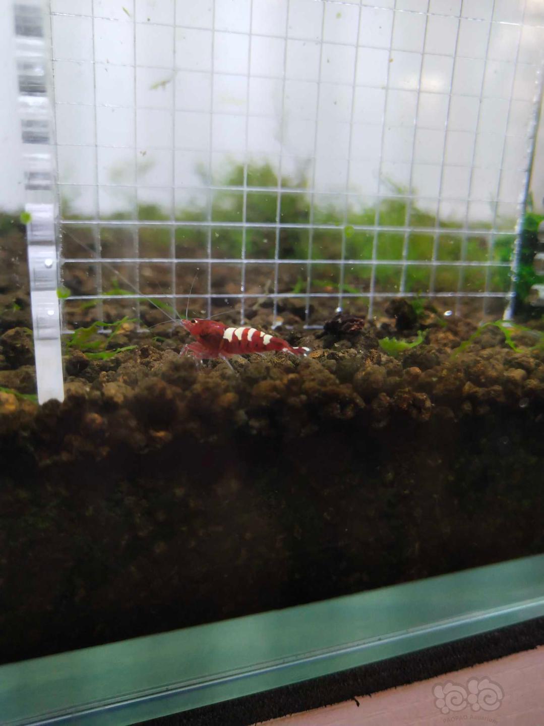 【虾】2019-5-31＃RMB拍卖红斑马十只-图5