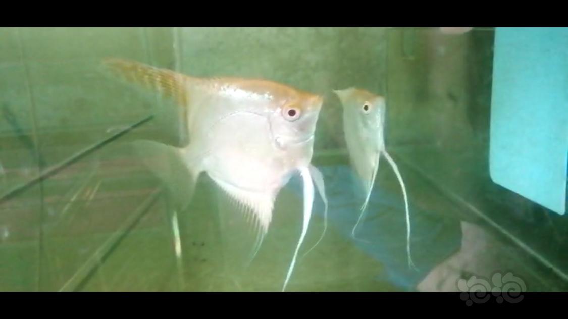 【热带鱼】天津本地出售红眼钻石种鱼-图4