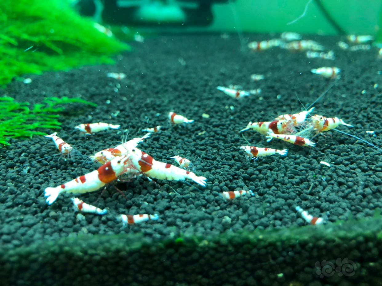 【出售】出售两组繁殖组 纯血红白水晶虾-图4