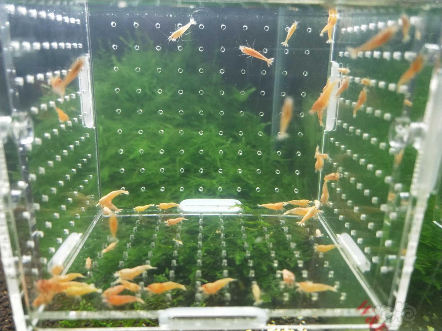 【虾】2019—05—04#RMB拍卖白金虾一份55只-图1