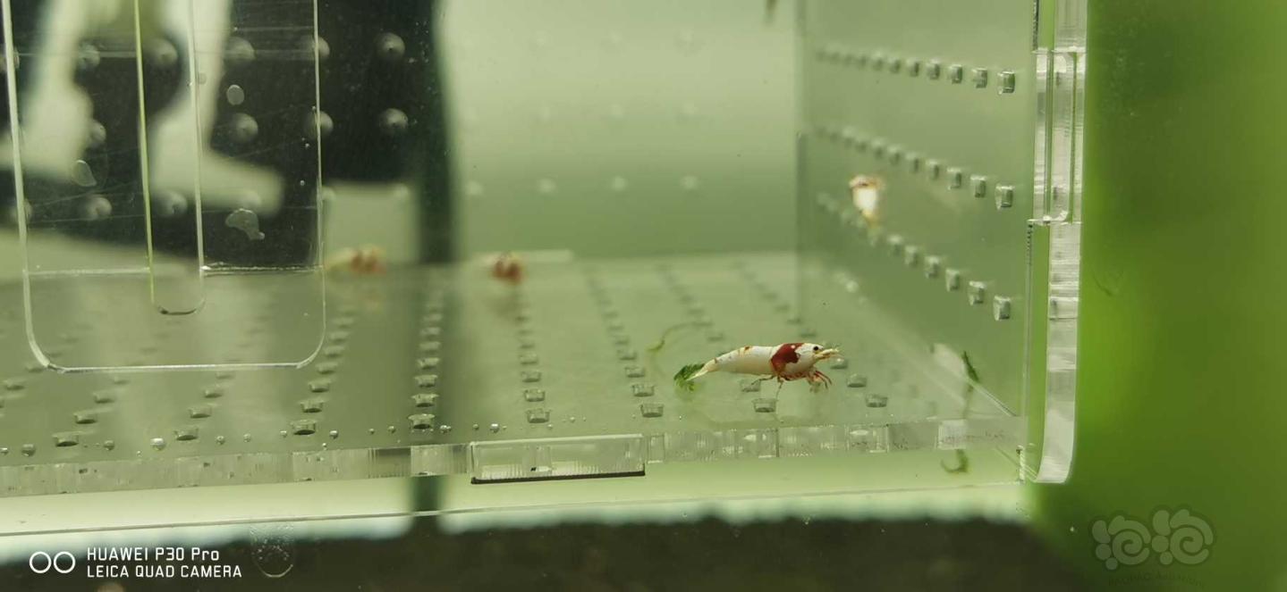 【虾】2019-5-2#RMB拍卖红白水晶虾5只-图3