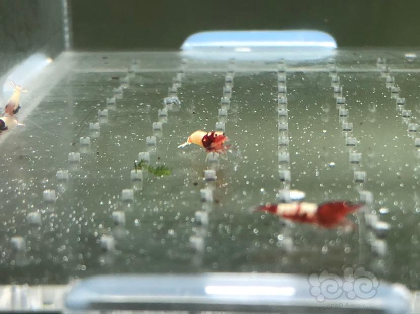 【虾】2019-05-22#RMB拍卖红姘头幼虾20只-图9