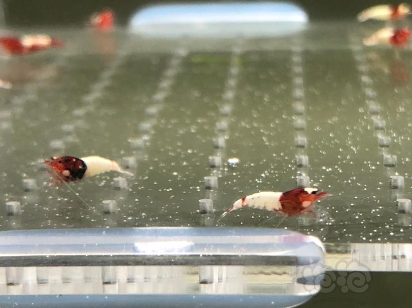 【虾】2019-05-23#RMB拍卖红姘头幼虾20只-图3