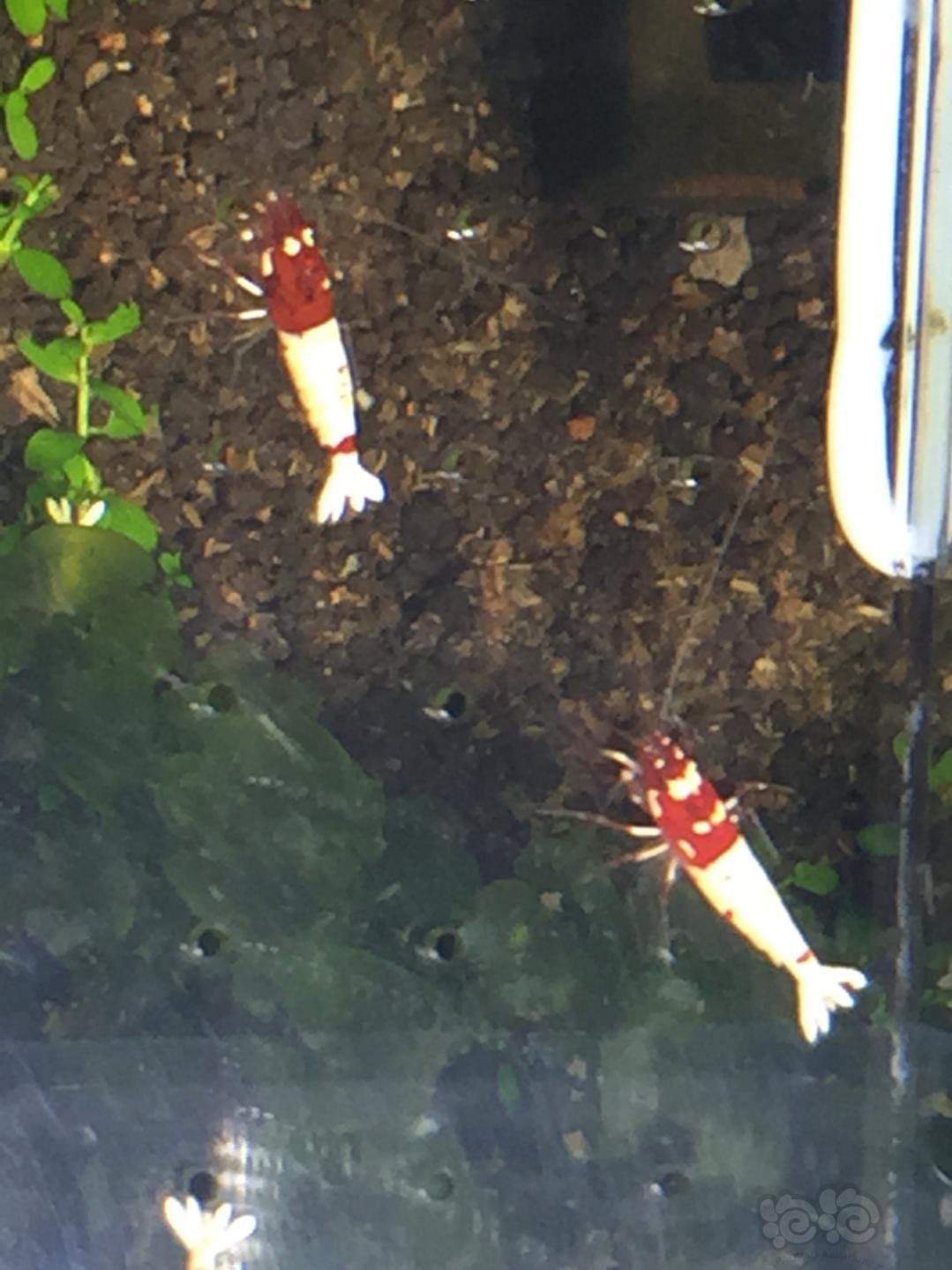 【水晶虾】出红姘头水晶虾80只-图3