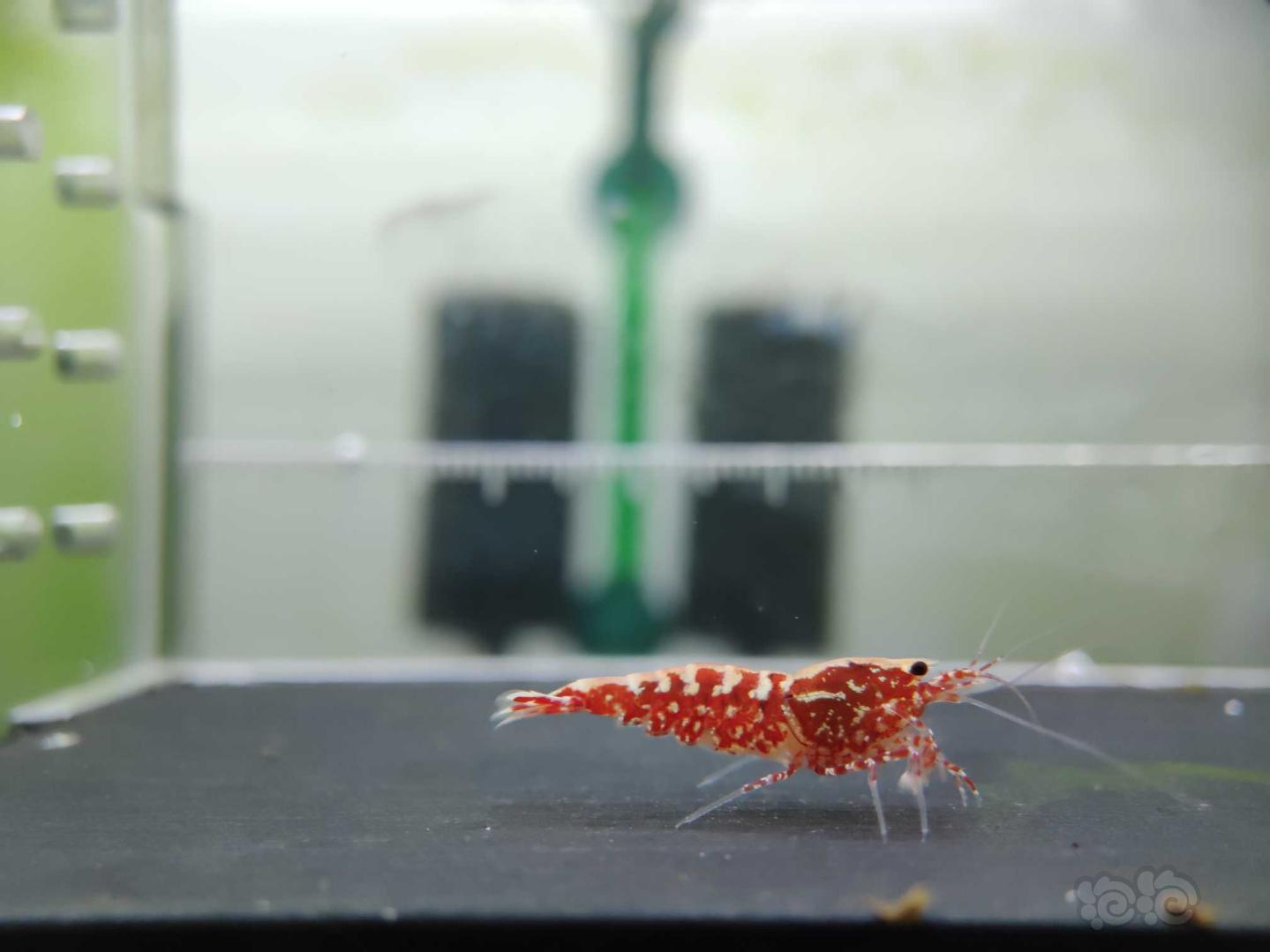 【虾】2019-5-27#RMB拍卖观赏水晶虾淘汰红银河3只-图3