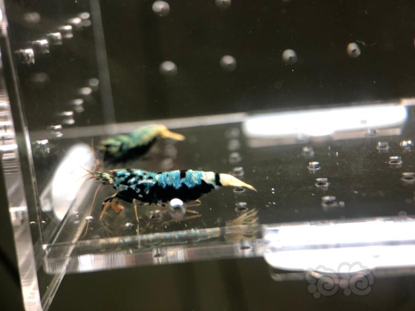 【虾】2019-05-22#RMB拍卖蟒形银河母虾2只-图4