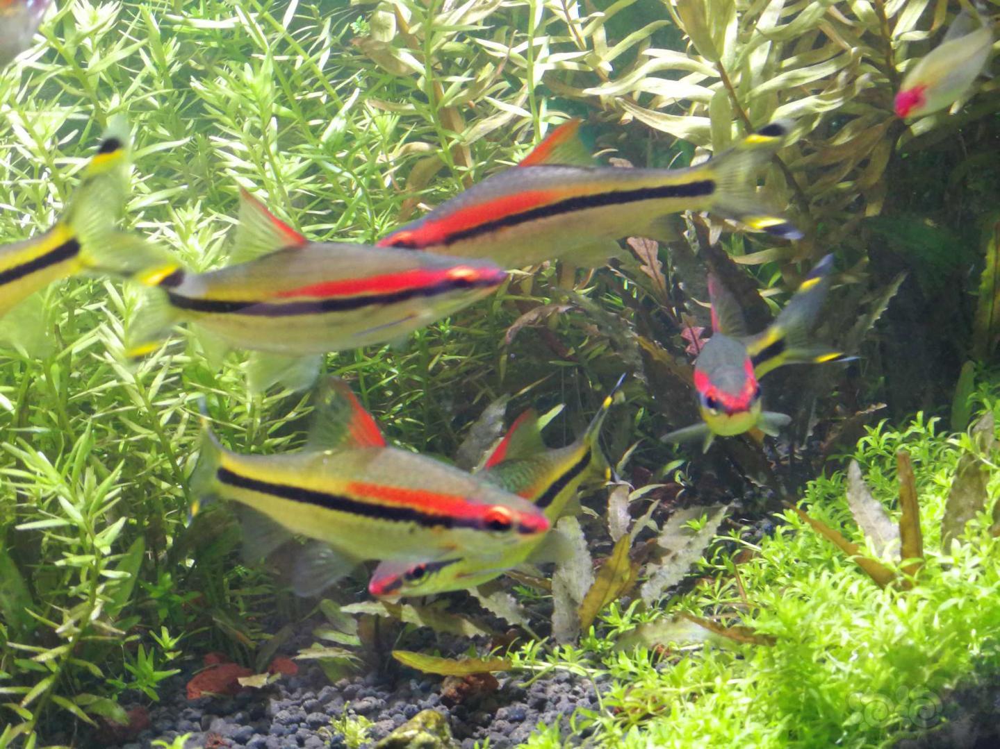 【其它】草缸一眉道人