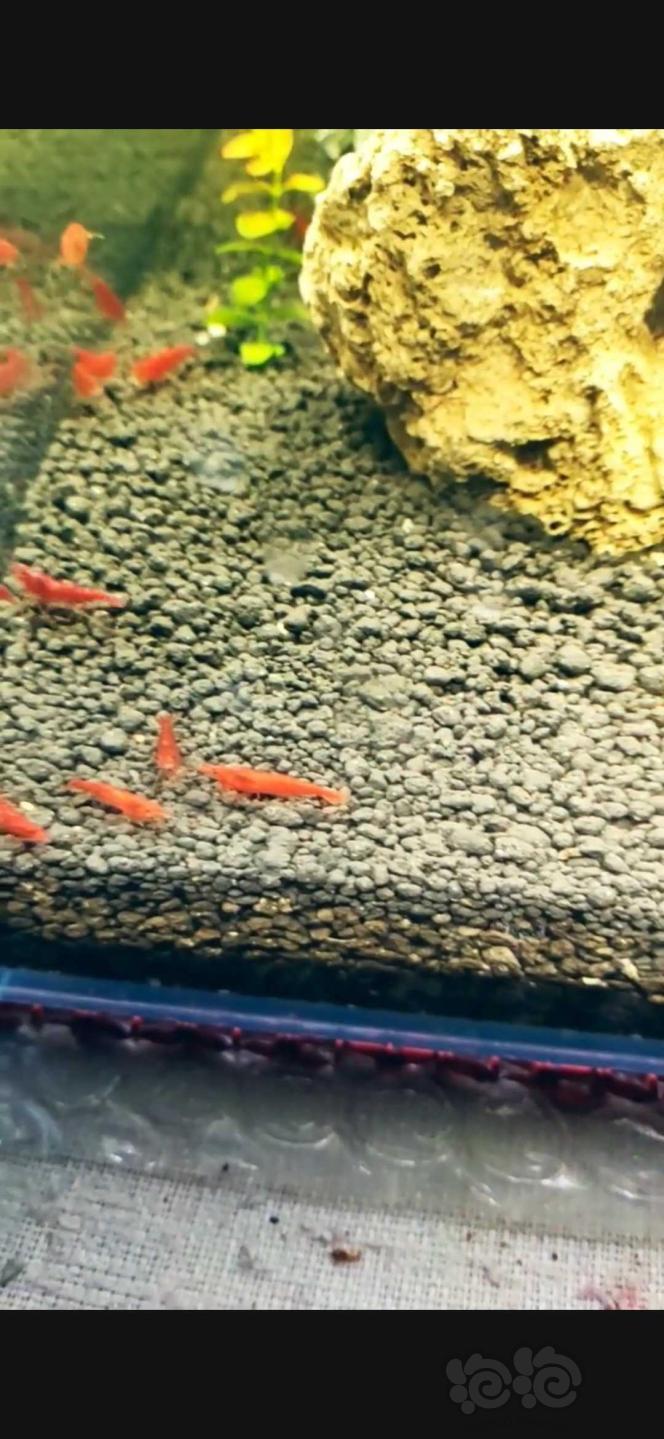 漂亮的红色米虾-图1