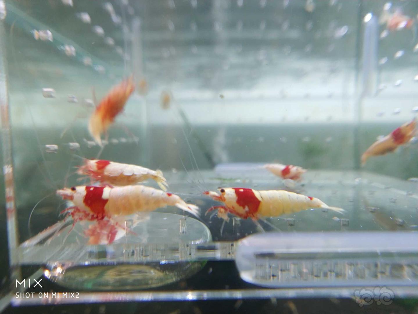 【虾】2019-05-15RMB#拍卖纯血红白水晶虾-图3