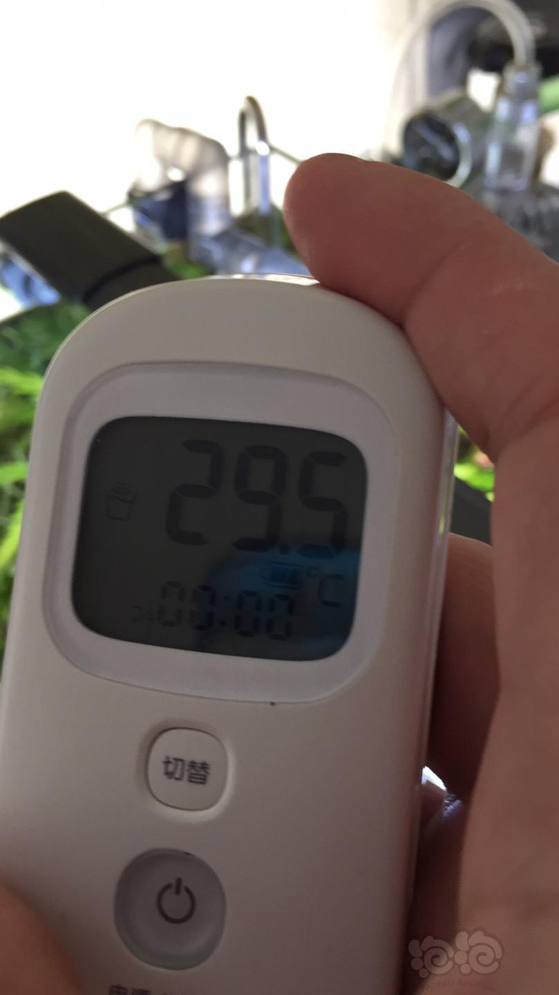 开缸之路(八)5.6,降温!降温!