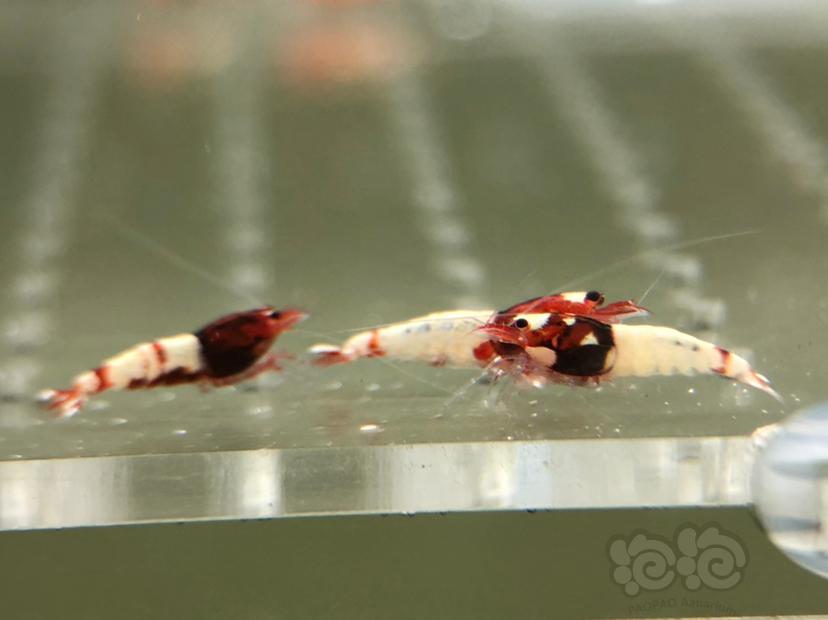 【虾】2019-05-21#RMB拍卖红姘头幼虾20只-图3
