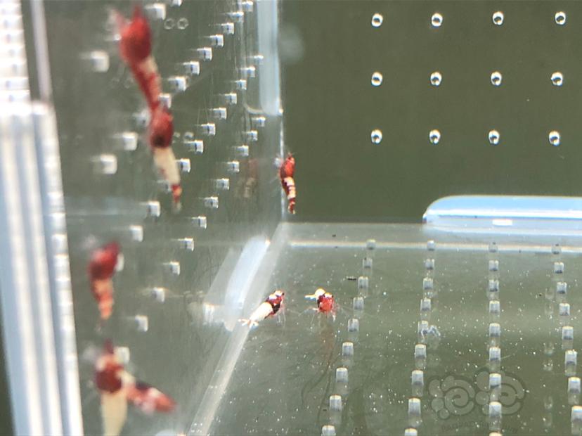 【虾】2019-05-22#RMB拍卖红姘头幼虾20只-图4