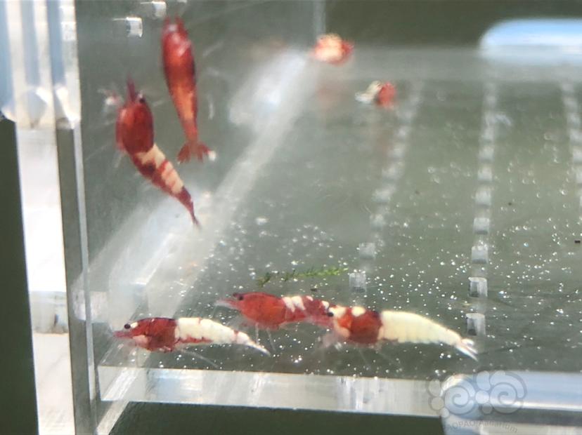 【虾】2019-05-22#RMB拍卖红姘头幼虾20只-图1