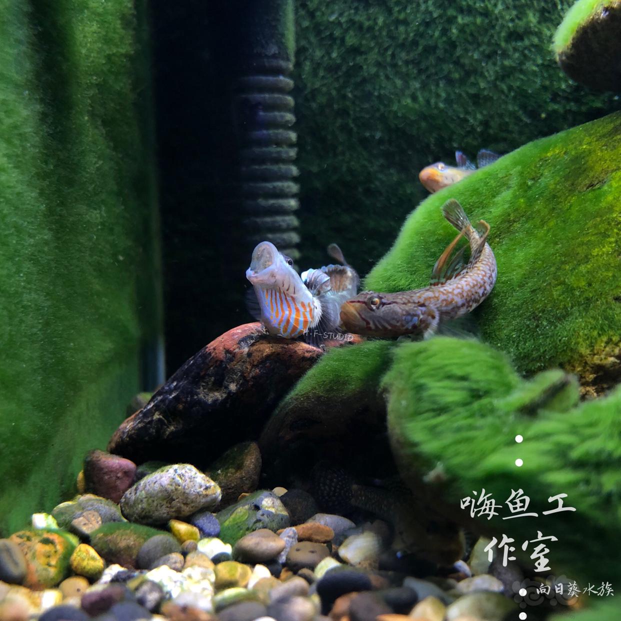 【国内原生鱼】中国的吻虾虎-图9