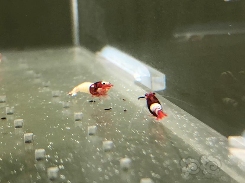 【虾】2019-05-23#RMB拍卖红姘头幼虾20只-图2
