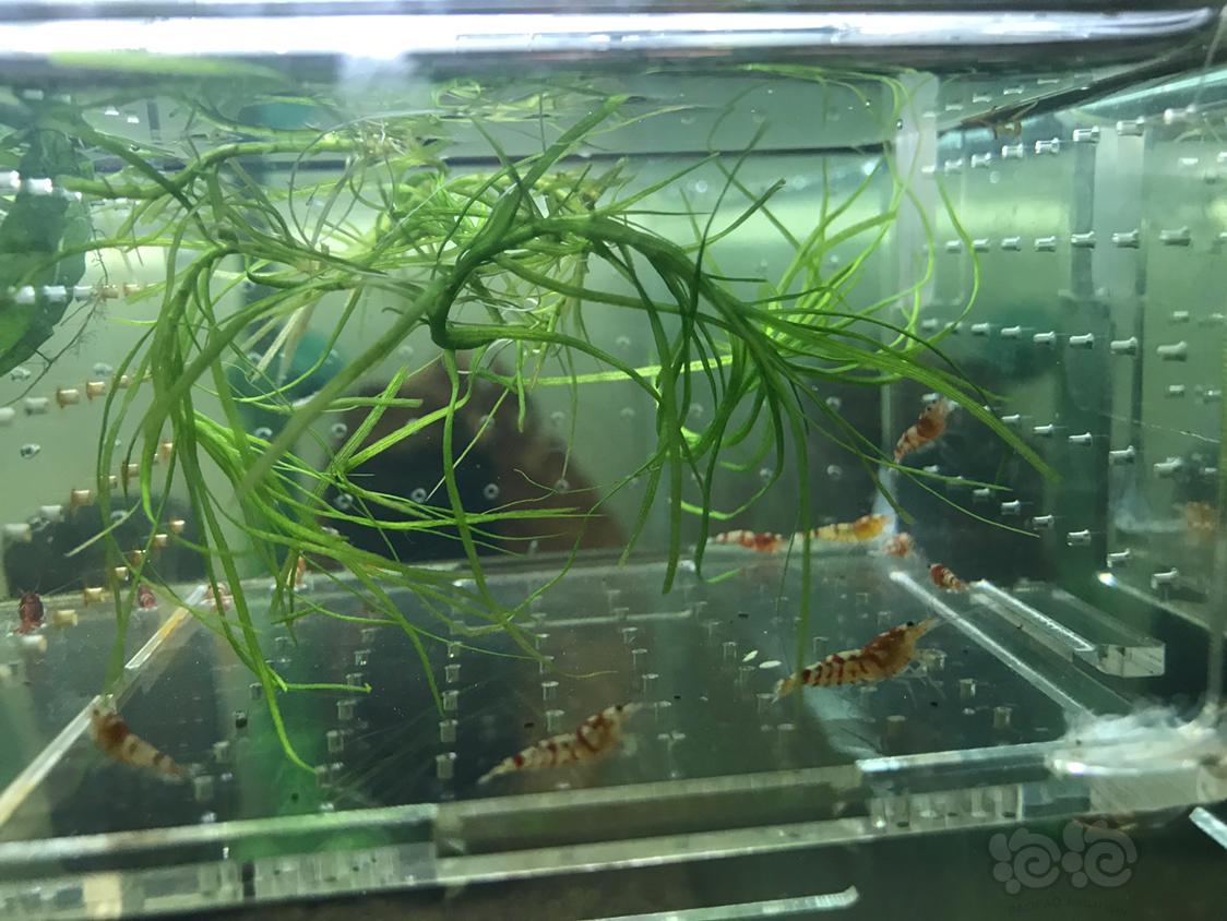 【虾】2019-5-16#RMB拍卖红虎晶一份10只-图7