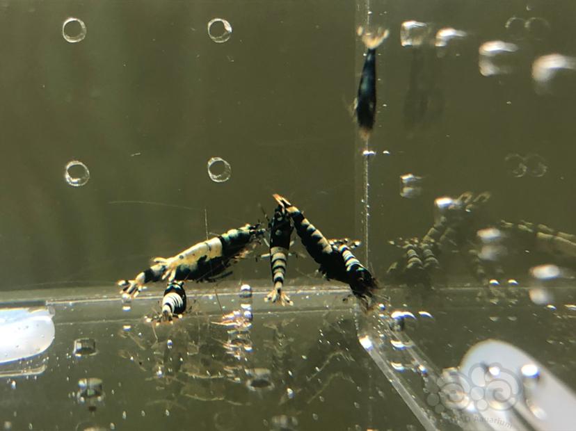 【虾】2019-05-22#RMB拍卖黑银河幼虾20只-图9