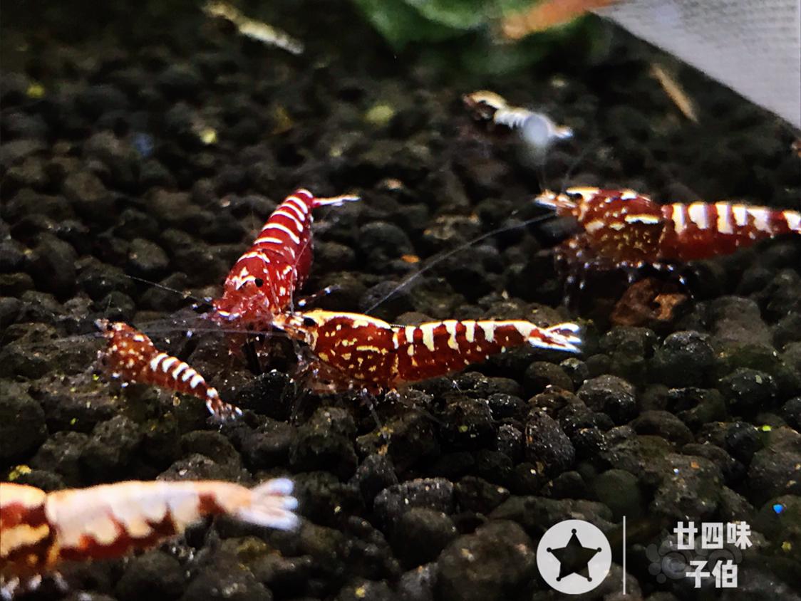 【虾】2019-05-25#RMB拍卖 种虾级别红银河鱼骨一对-图1