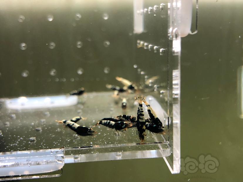 【虾】2019-05-20#RMB拍卖黑银河幼虾20只-图1