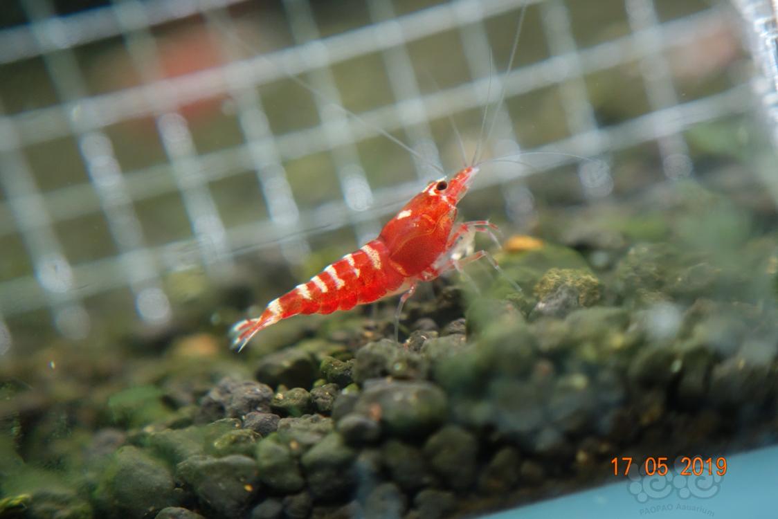 【虾】22019-5-19#RMB拍卖亚成红银河水晶虾3只（1公2母）-图3